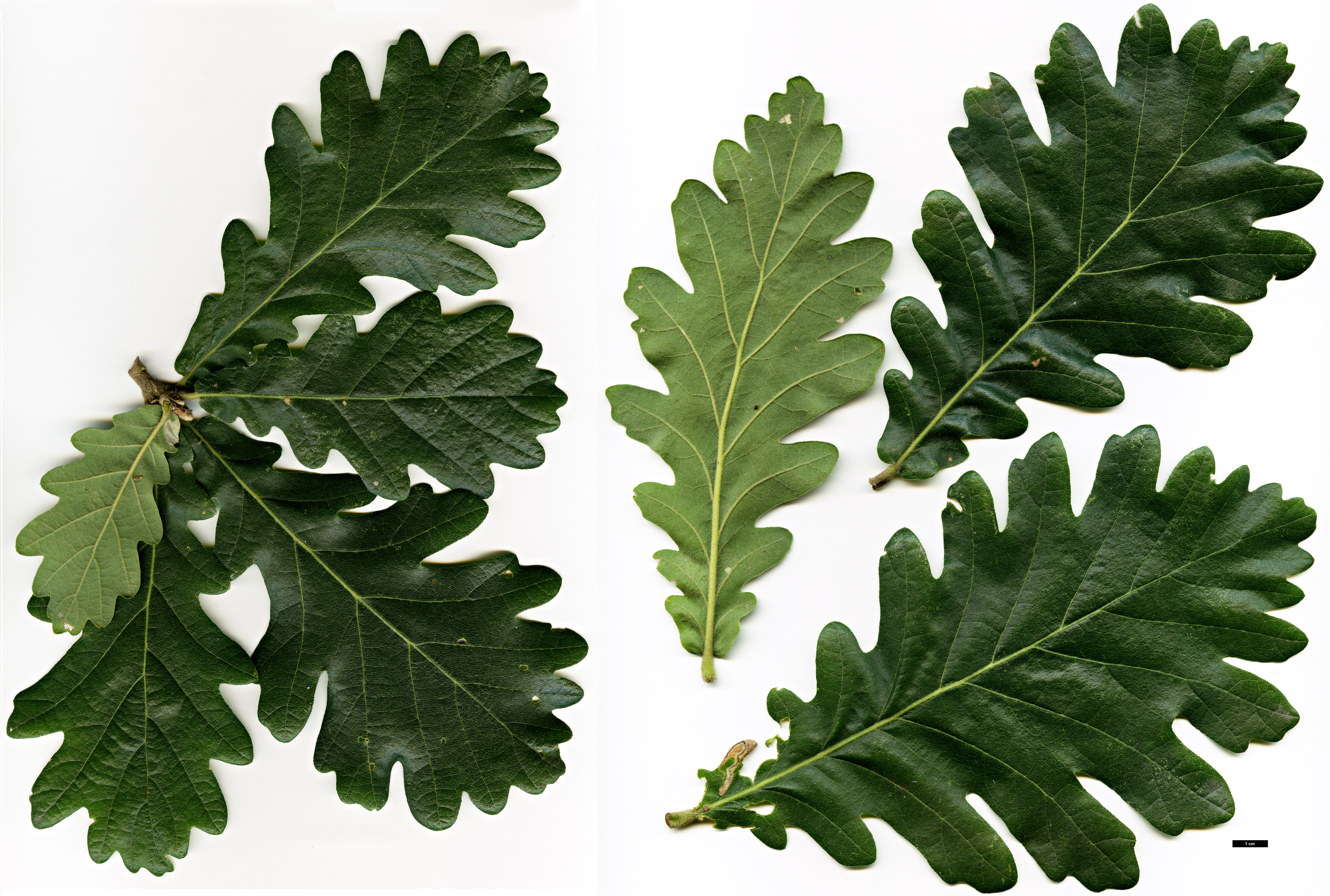 High resolution image: Family: Fagaceae - Genus: Quercus - Taxon:   - SpeciesSub: 'Macon' (Q.frainetto × Q.macranthera)